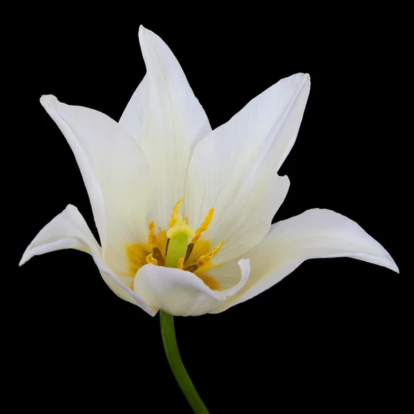 White tulip isolated on black background — Stock Photo, Image