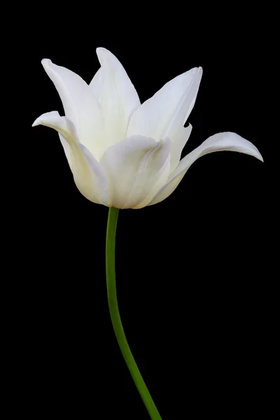 Tulipano bianco isolato su sfondo nero — Foto Stock