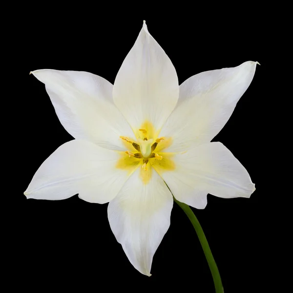 White tulip isolated on black background — Stock Photo, Image