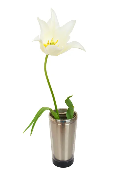 White tulip isolated on whit background — Stock Photo, Image