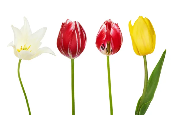 Conjunto de tulipanes. Aislado sobre fondo blanco — Foto de Stock