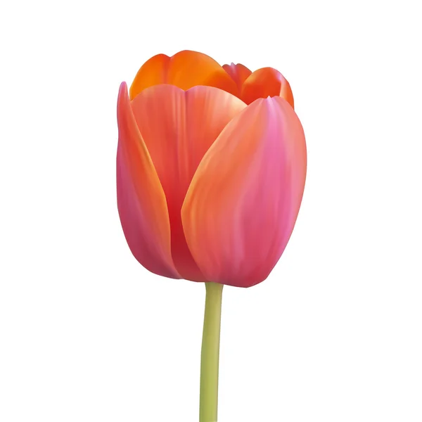 Rode tulp. vectorillustratie. geïsoleerd op wit — Stockvector