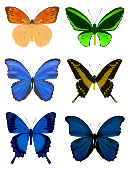 Set of Butterfly isolated on white. Vector Illustration — Stock Vector