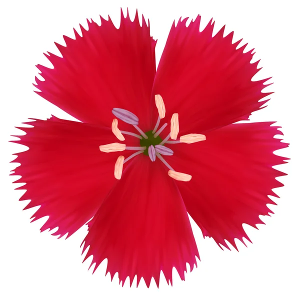 Красный полевой цветок. Фотореалистичная векторная иллюстрация. Isolated on — стоковый вектор