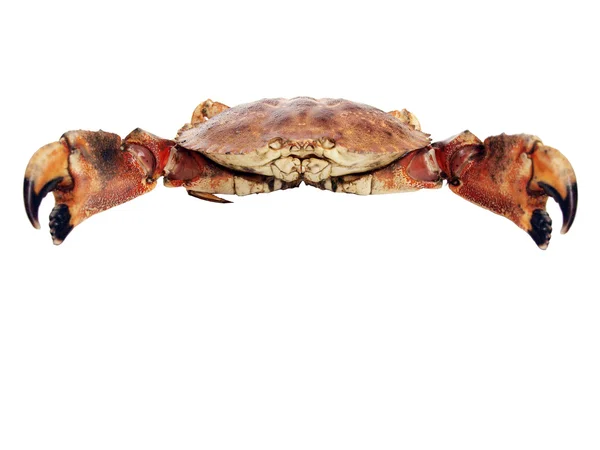 Crabe des pierres - vivez de près — Photo