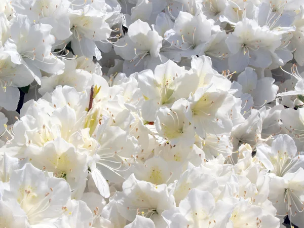 Arbusto azelea em plena floração — Fotografia de Stock