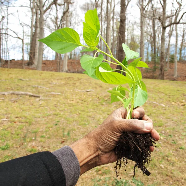 Mano Afroamericano Sosteniendo Una Planta Joven Que Volver Plantar Durante —  Fotos de Stock