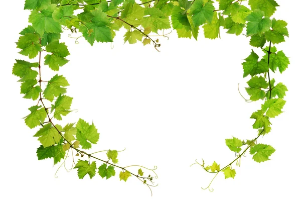 Fresh grapevine frame — Stock Photo, Image