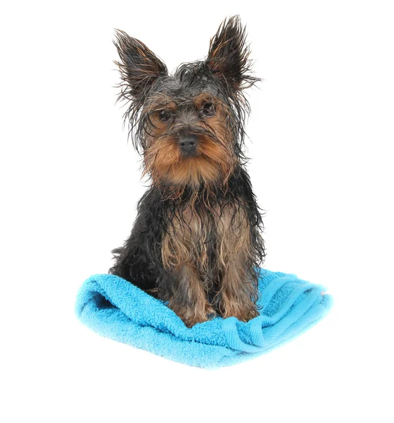 Yorkshire terrier after bath — Stock Photo, Image