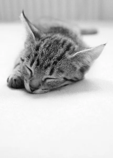 Gatto dormiente — Foto Stock