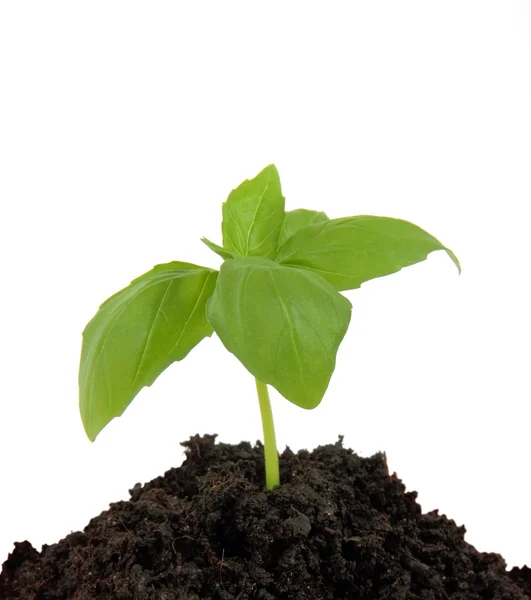 Fiatal növény a földben — Stock Fotó