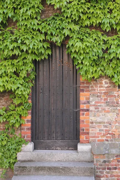 Vieille porte en bois avec lierre — Photo