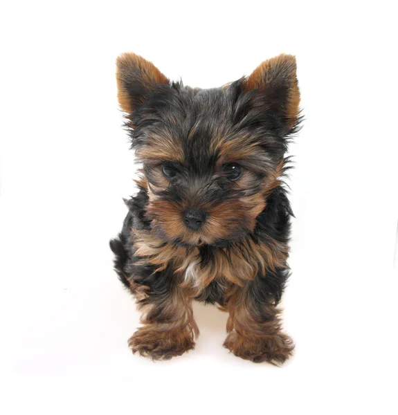 Sweet puppy Yorkshire Terrie — Stock Photo, Image