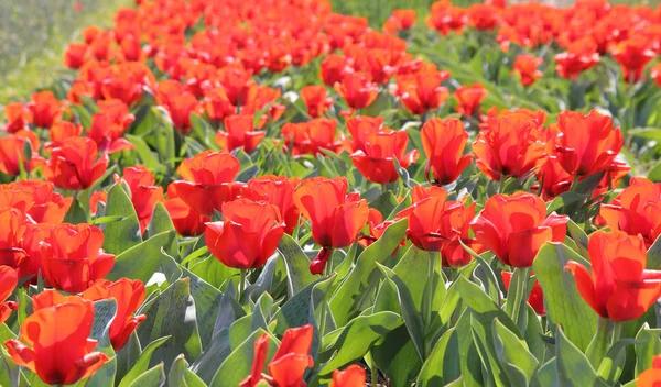 Tulipani rossi — Foto Stock