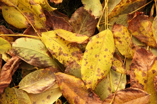 Φύλλα σε φθινοπωρινά χρώματα — Φωτογραφία Αρχείου
