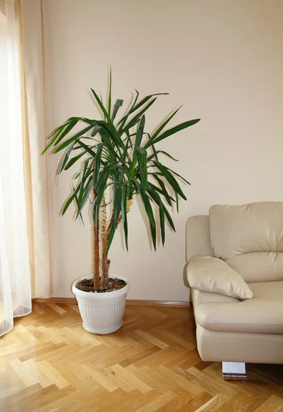 Modernes Sofa mit Pflanze — Stockfoto