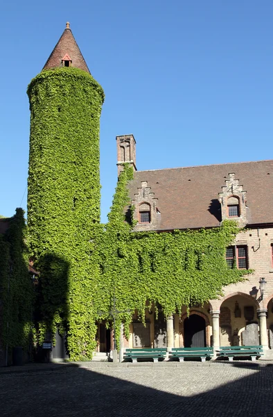 Torre ricoperta di edera verde, Bruges, Belgio — Foto Stock