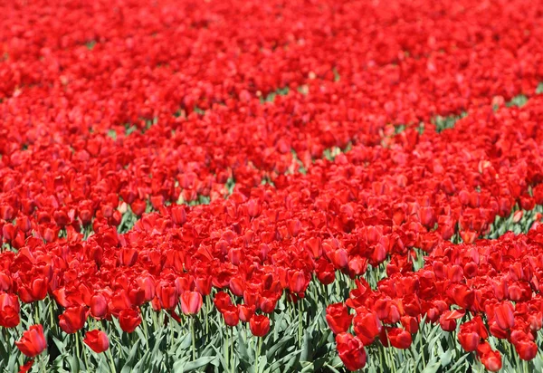 Tulipani rossi — Foto Stock