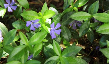 Vinca büyük, sığ odak.