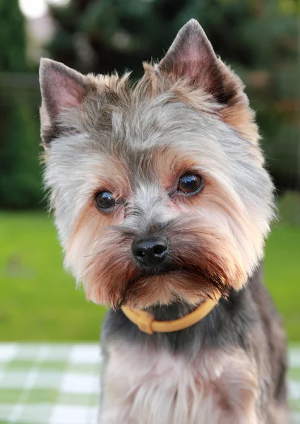 Yorkshire terrier — Photo