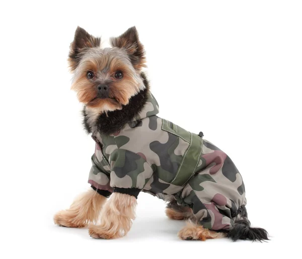 stock image Yorkshire terrier with winter jacket