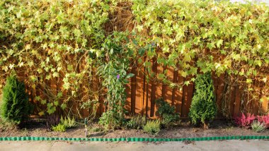 fazla büyümüş çit bitkileri