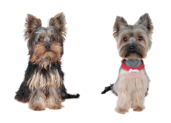 Yorkshire terrier-hund hår — Stockfoto