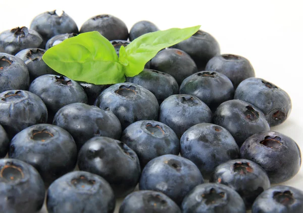 Blaubeeren — Stockfoto