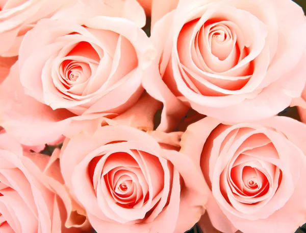 Roses background Royalty Free Stock Photos