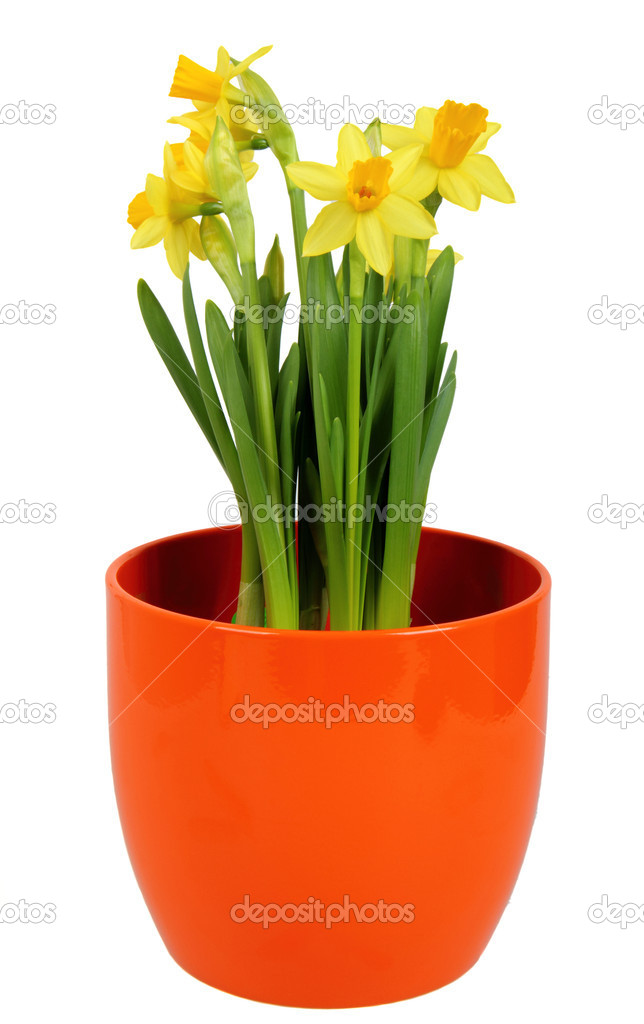Daffodils flower
