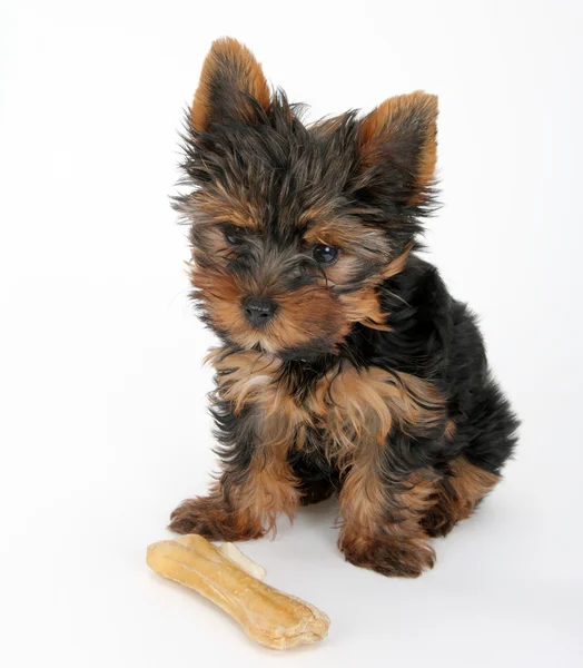 Süßer Welpe yorkshire terrier — Stockfoto