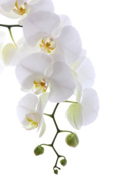 White orchid clipart