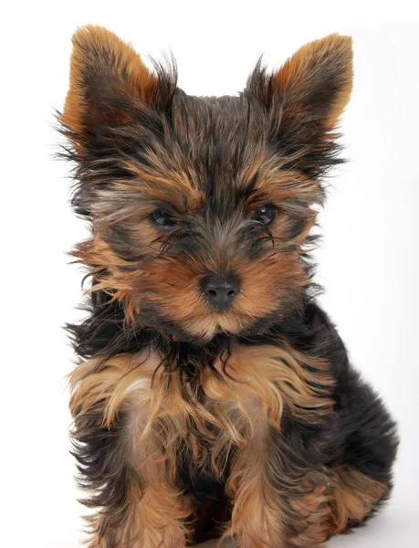 Puppy yorkshire-i terrier — Stock Fotó