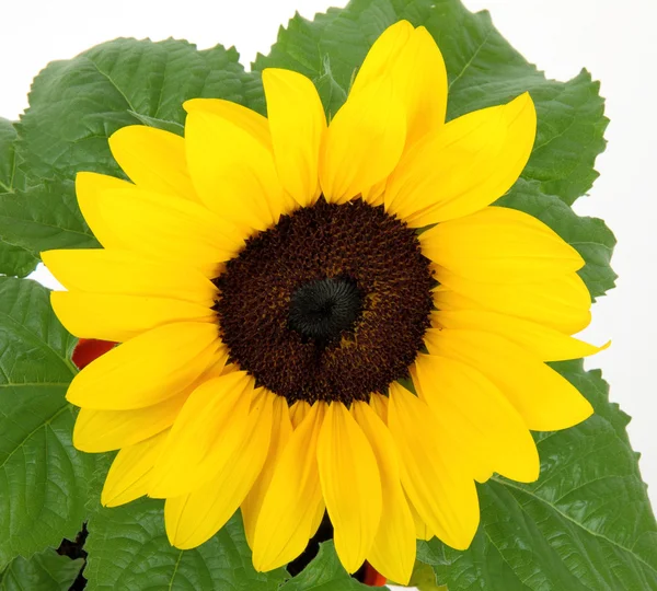 Girasole — Foto Stock