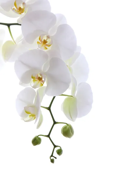 Weiße Orchidee — Stockfoto