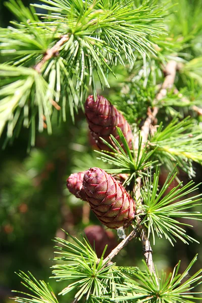 Pine brunch med kottar — Stockfoto