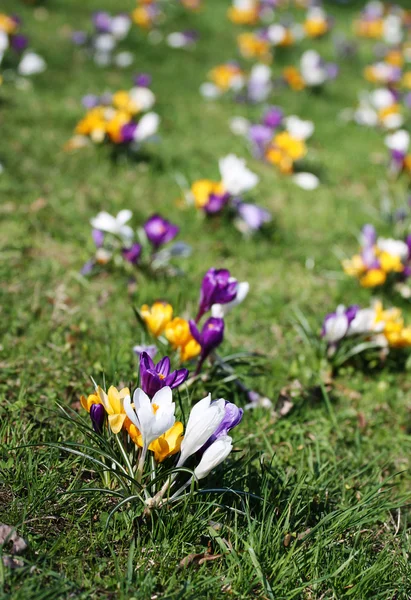 Vakantie crocus Lentebloemen op gras — Stockfoto