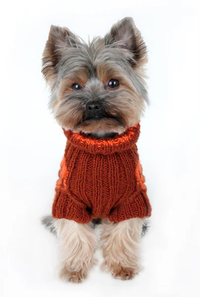 Carino yorkshire terrier in vestiti invernali — Foto Stock