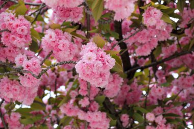 kiraz ağacı arka plan