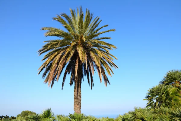 Beau palmier dans le ciel bleu ensoleillé — Photo