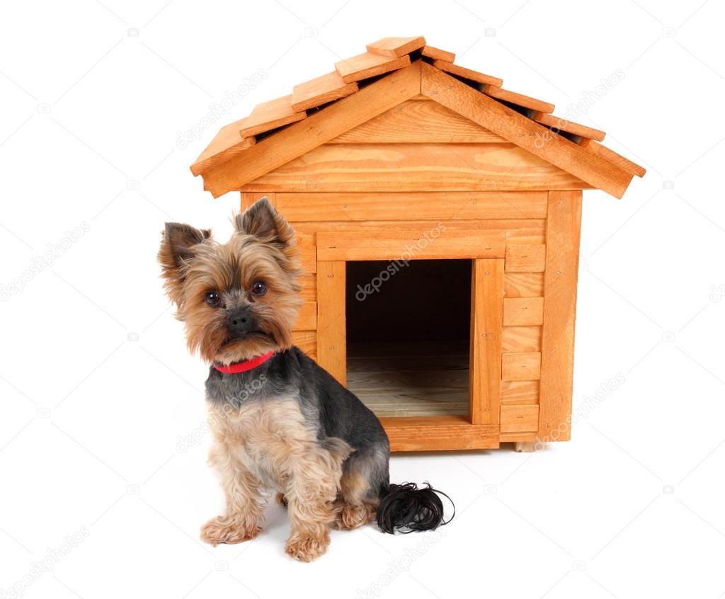 small wooden dog's house and small dog.