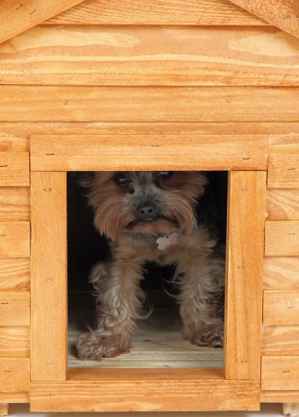 Σκυλί στο μικρό ξύλινο σπίτι. — Φωτογραφία Αρχείου