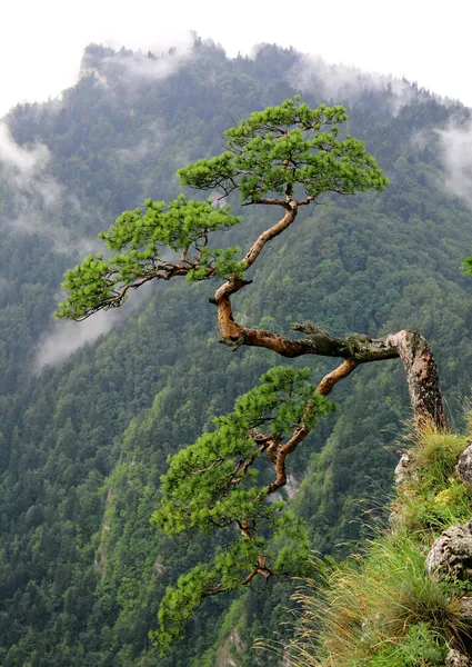 Oude pine in sokolica, Polen bergen, — Stockfoto