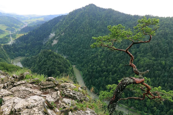 Sokolica, Montañas Pieniny, Parque Nacional en Polonia —  Fotos de Stock