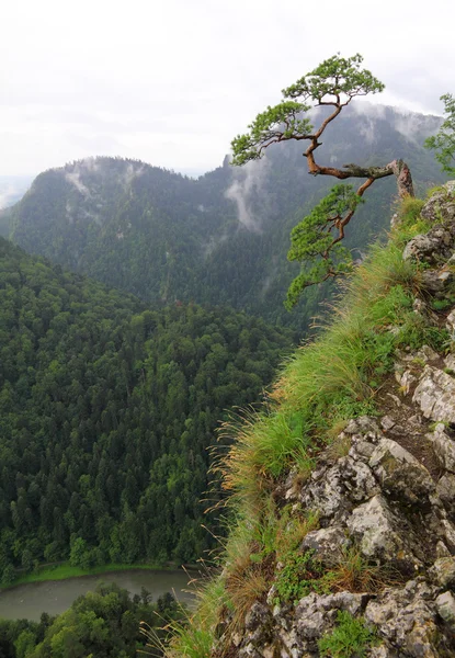 Vieil arbre à Sokolica, Pologne Montagnes — Photo