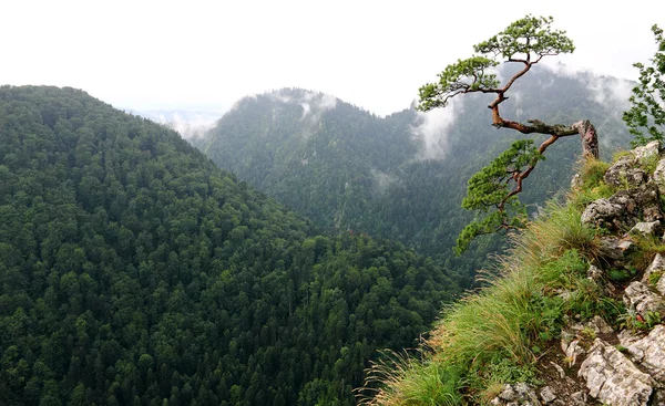 Sokolica en Pieniny Pologne — Photo