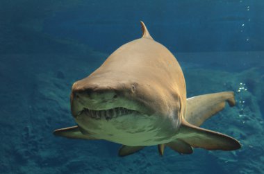 Sualtı köpekbalığı