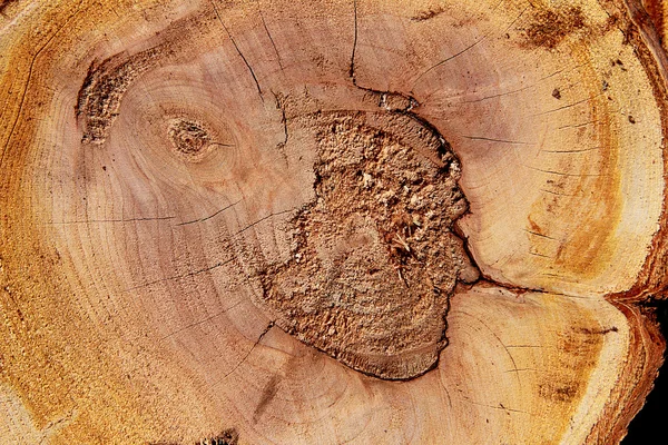 Texture bois tronc d'arbre coupé, gros plan — Photo