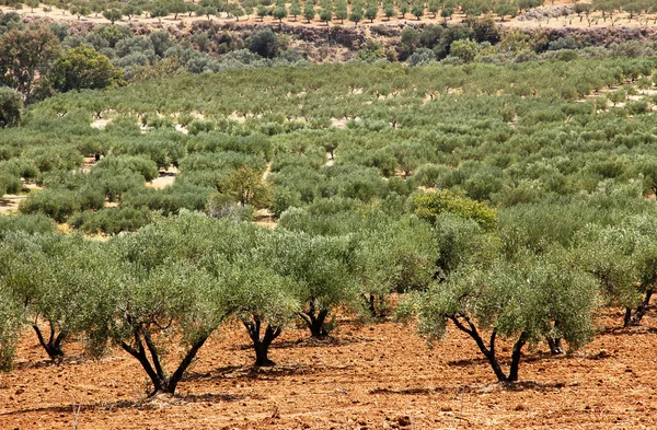 Drzewa oliwne, plantacji w Grecja, crete. — Zdjęcie stockowe