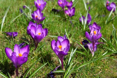 Çiğdem yeşil çimenlerin üzerinde